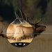 high power variable optic with moa reticle on elk